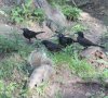 GRACKELS & SQUIRRELS_7-14-13.jpg