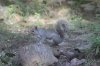 GRAY SQUIRREL 1_7-14-13.jpg