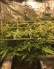 Week 7 Kerosene Krash Day 44