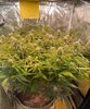 Week 8 Kerosene Krash Day 51