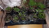 Clones nd seedlings.JPG