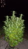 Northern Lights photo AFN2021 outdoor Green Hornet.JPG