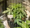 09-17-21_Day 24_Num_4_Bubba.jpg