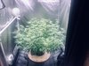 AutoPot Grow 1