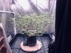 AutoPot Grow 1 Gorillazilla