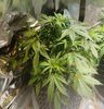 09-23-21_Day 30_Num_4_Bubba.jpg