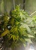 09-26-21_Day 33_Num_4_Bubba.jpg