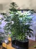 Weeks 10 and 11 in Aerogardens (white widow auto)