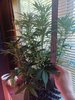 10-02-21_Day 39_Num_4_Bubba.jpg