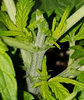 GLautoS1.1_day25_topped.jpg