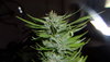 Northern Lights Live bud 1.JPG