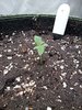 Grow 02 Day 04.jpg