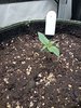 Grow 02 Day 06.jpg