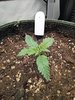 Grow 02 Day 08.jpg