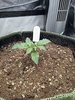 Grow 02 Day 09.jpg