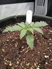 Grow 02 Day 10.jpg