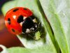 Ladybird-2.jpg