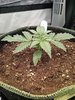 Grow 02 Day 12.jpg