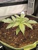 Grow 02 Day 13.jpg