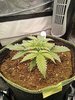 Grow 02 Day 14.jpg