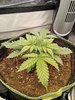 Grow 02 Day 15.jpg