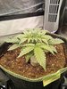 Grow 02 Day 15a.jpg