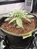 Grow 02 Day 15b.jpg