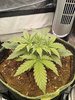 Grow 02 Day 16.jpg