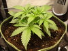 Grow 02 Day 17.JPG