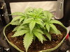 Grow 02 Day 18.JPG