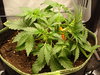 Grow 02 Day 19a.JPG