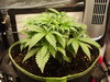 Grow 02 Day 20.JPG