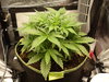 Grow 02 Day 21.JPG