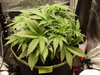 Grow 02 Day 23.JPG