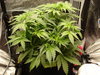 Grow 02 Day 24.JPG