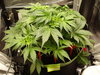 Grow 02 Day 26.JPG