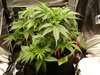 Grow 02 Day 27.JPG