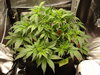 Grow 02 Day 28.JPG