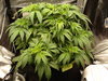 Grow 02 Day 30.JPG