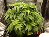 Grow 02 Day 31.JPG