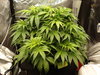 Grow 02 Day 32.JPG