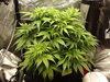 Grow 02 Day 33.JPG