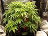 Grow 02 Day 35.JPG