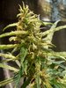 11-10-21_Day 77_#2_Sam_Bud_Macro.jpg