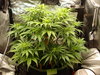 Grow 02 Day 37.JPG