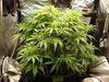 Grow 02 Day 38.JPG