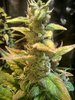 11-12-21_Day 79_#1_Ashley_Bud_Macro.jpg