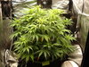 Grow 02 Day 40.JPG