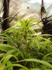 Grow 02 Day 41a.JPG