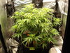 Grow 02 Day 42a.JPG